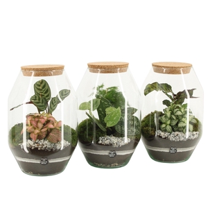 90810: Terrarium Large Diamond D17 / H25
