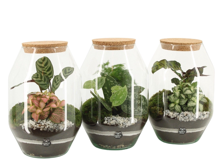 <h4>90810: Terrarium arrangement</h4>