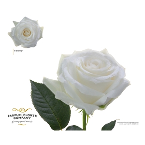 Rosa Garden Proud