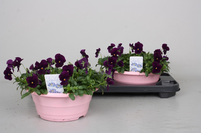 <h4>Vio Co P Pro Violet</h4>