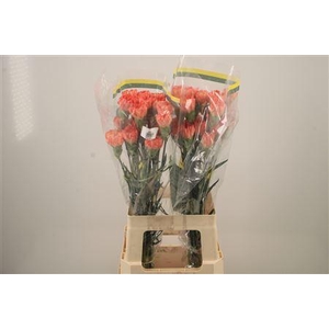 Di St Hermes Orange