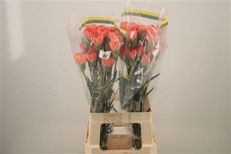 <h4>Di St Hermes Orange</h4>