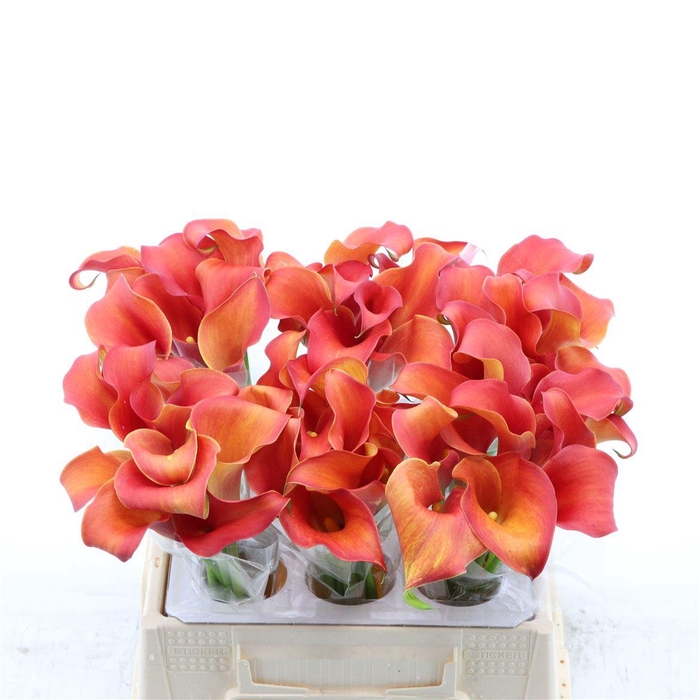 <h4>Calla Odeon</h4>