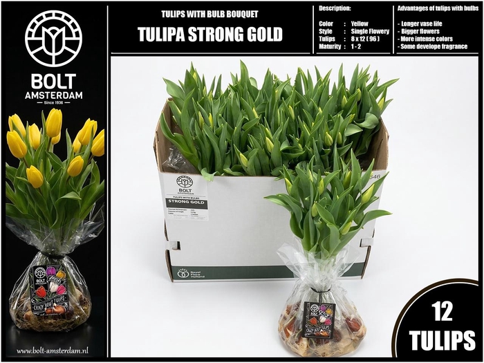 <h4>TU EN STRONG GOLD</h4>