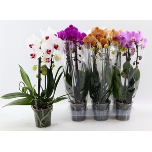 PHAL EL CASCADE