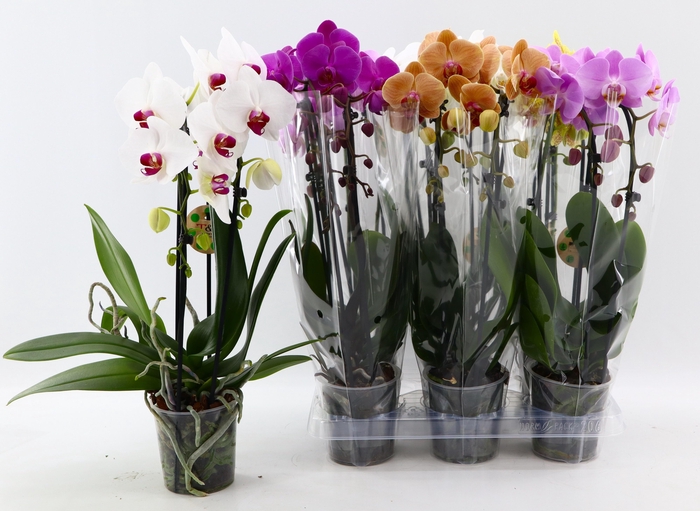 <h4>PHAL EL CASCADE</h4>