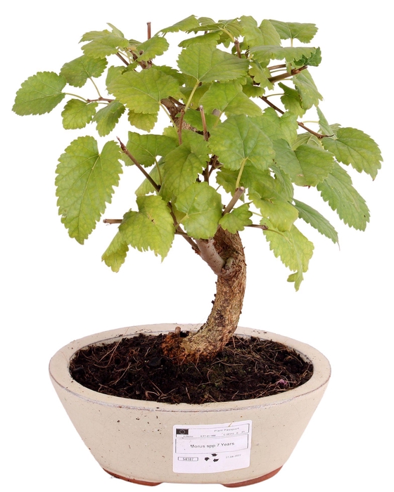 <h4>Bonsai Outdoor Deluxe Morus alba ø15cm</h4>
