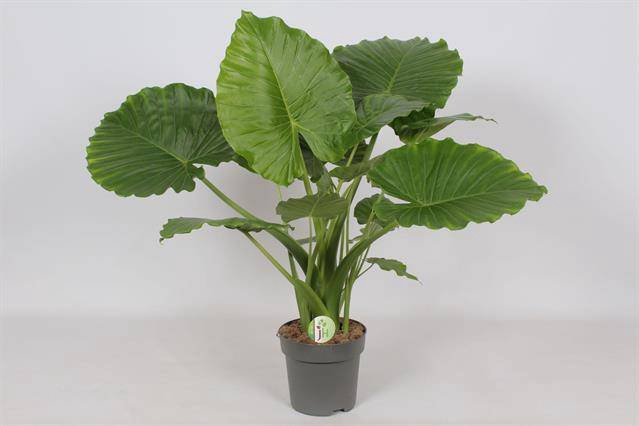 <h4>Alocasia gag. California</h4>