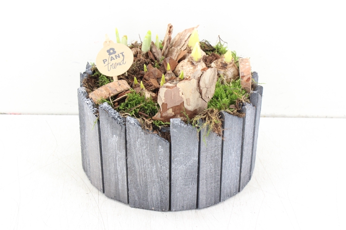 arr.. Bollenmix PL - Steigerhout ro