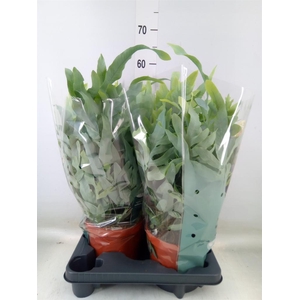 Phlebodium aureum 'Blue Star'