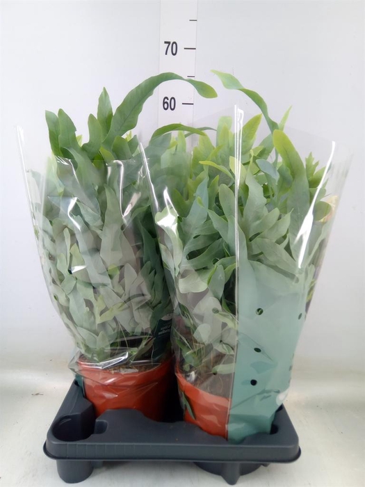 <h4>Phlebodium aureum 'Blue Star'</h4>