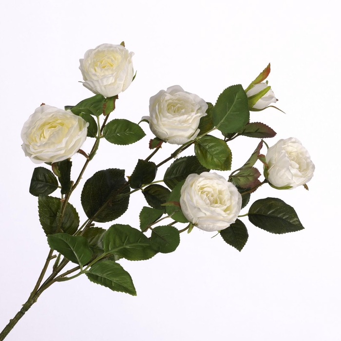 Rosa Spray Cream FL440243CRM