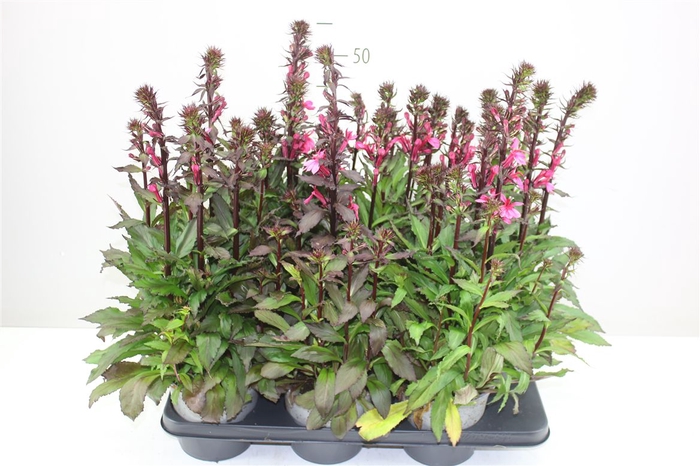 <h4>Lobelia Fan Cinnabar Pink</h4>