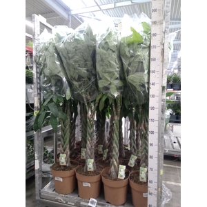 Pachira aquatica