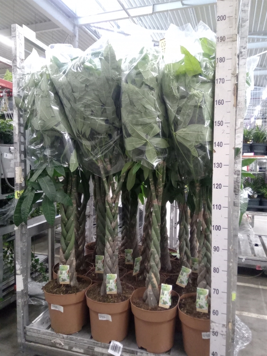 <h4>Pachira aquatica</h4>