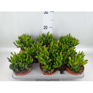 Crassula ovata 'Gollum'