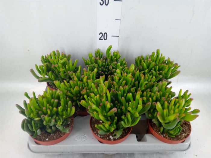 <h4>Crassula ovata 'Gollum'</h4>