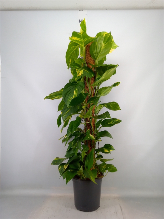 <h4>Epipremnum pinn.   ...moss stick</h4>