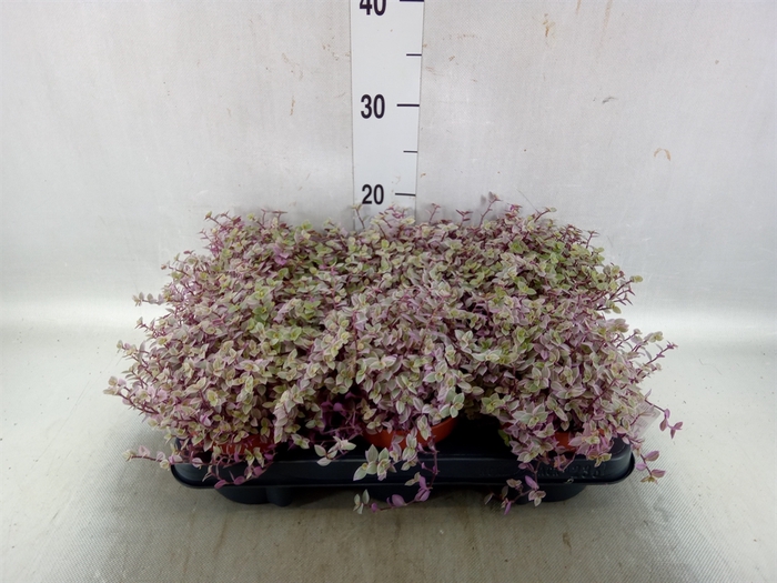 <h4>Callisia repens 'Rosato'</h4>