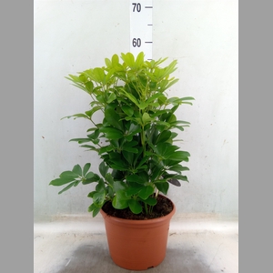 Schefflera arbor. 'Nora'
