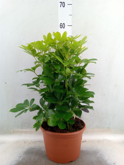 <h4>Schefflera arbor. 'Nora'</h4>
