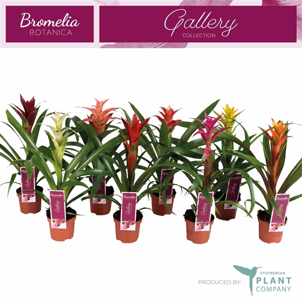 <h4>Guzmania variés</h4>
