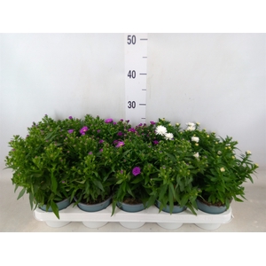 Aster n-b 'Starletta' ..mix