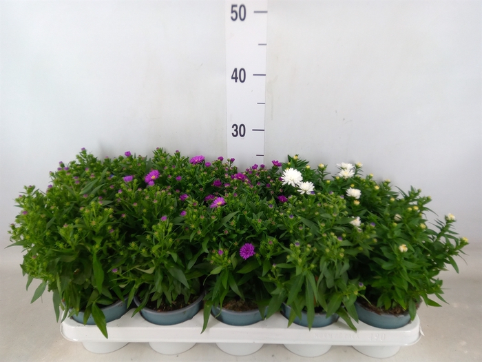 <h4>Aster n-b 'Starletta' ..mix</h4>