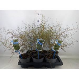 Styphnolobium japon. 'Little Baby'