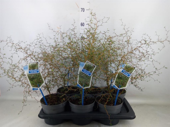 <h4>Styphnolobium japon. 'Little Baby'</h4>