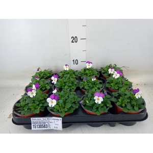Viola corn. 'Evo Mini Lavender Pk'