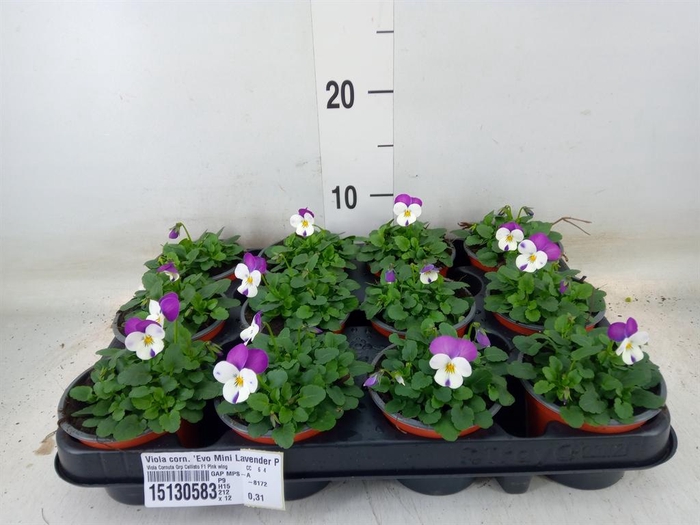 <h4>Viola corn. 'Evo Mini Lavender Pk'</h4>