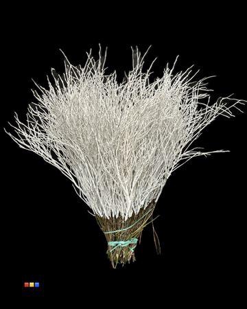 <h4>Vaccinium / Heidelbeer White</h4>