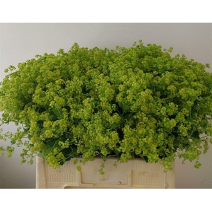 Alchem M Robustica