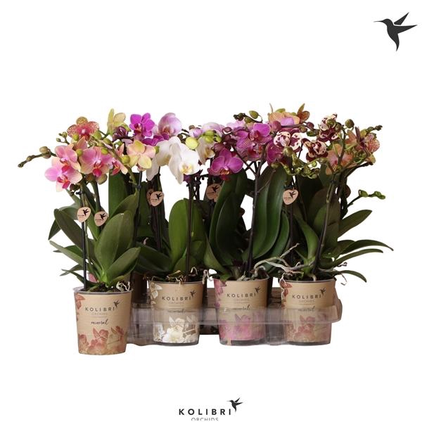<h4>Phalaenopsis Multifloratypes gemengd 6 kleuren</h4>