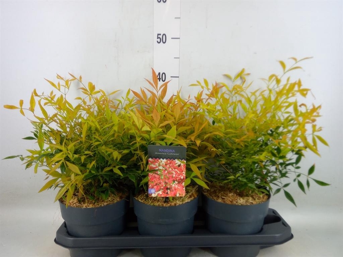 <h4>Nandina domestica</h4>