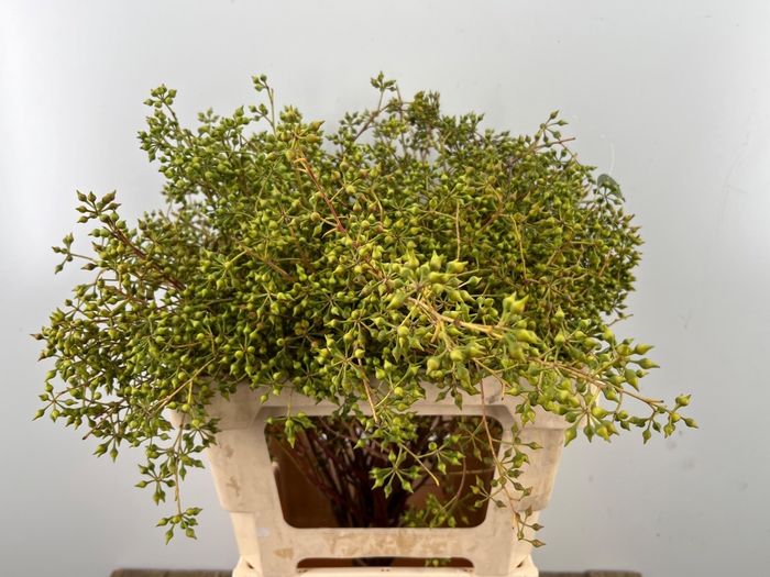 <h4>EUC EXOTICA BS</h4>