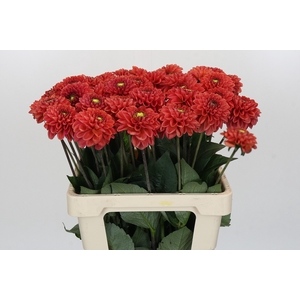 Dahlia Orange Fox