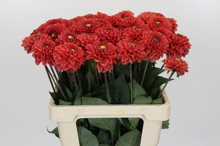 <h4>Dahlia Orange Fox</h4>