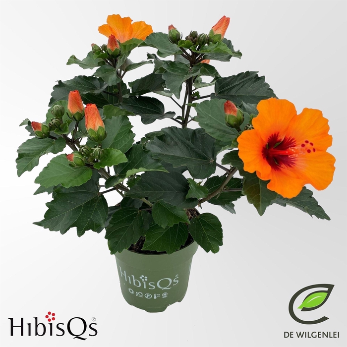 <h4>Hibiscus rosa-sin.   ...</h4>