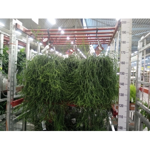 Rhipsalis heteroclada