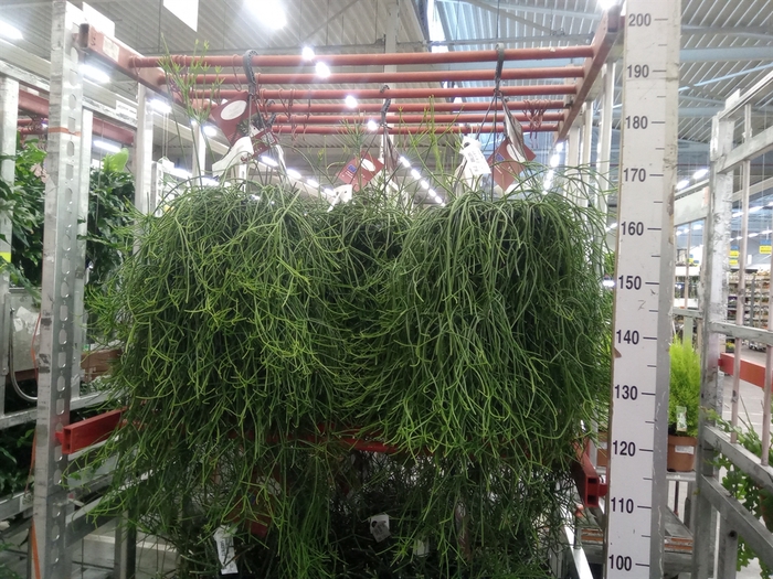 <h4>Rhipsalis heteroclada</h4>