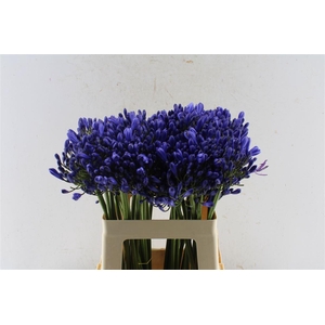 Agapanthus Eyfori Blue