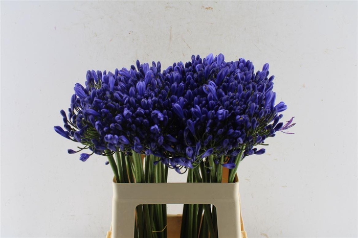 <h4>Agapanthus Eyfori Blue</h4>