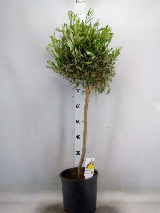 <h4>Olea europaea</h4>