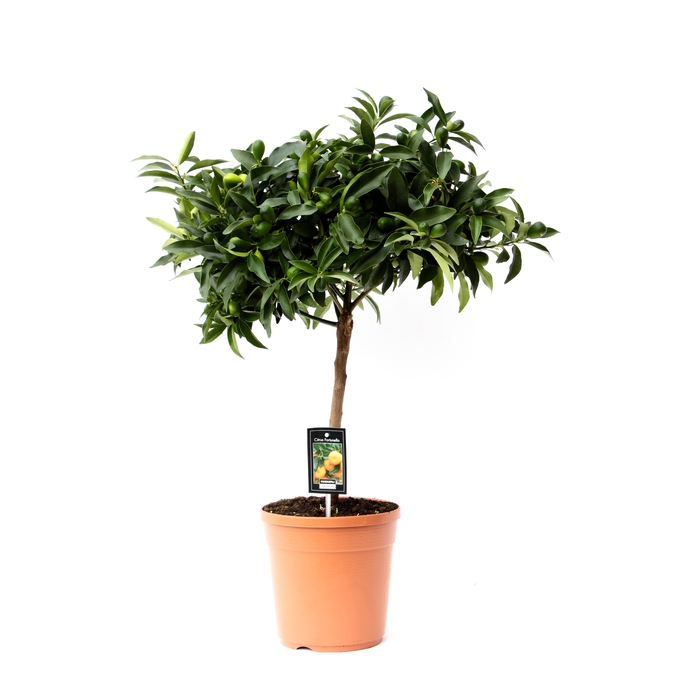 <h4>Citrus Kumquat stem P22</h4>