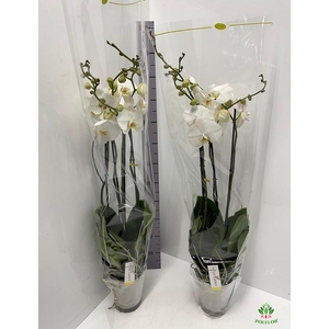Phalaenopsis Fortuno Alto 17Ø 110cm 4st 24fl