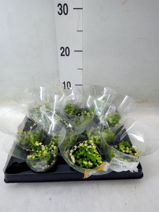 <h4>Senecio rowleyanus</h4>