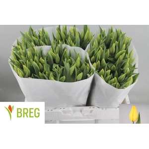 Tulipa si strong gold