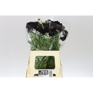 Scabiosa Atr Blackberry Scoop